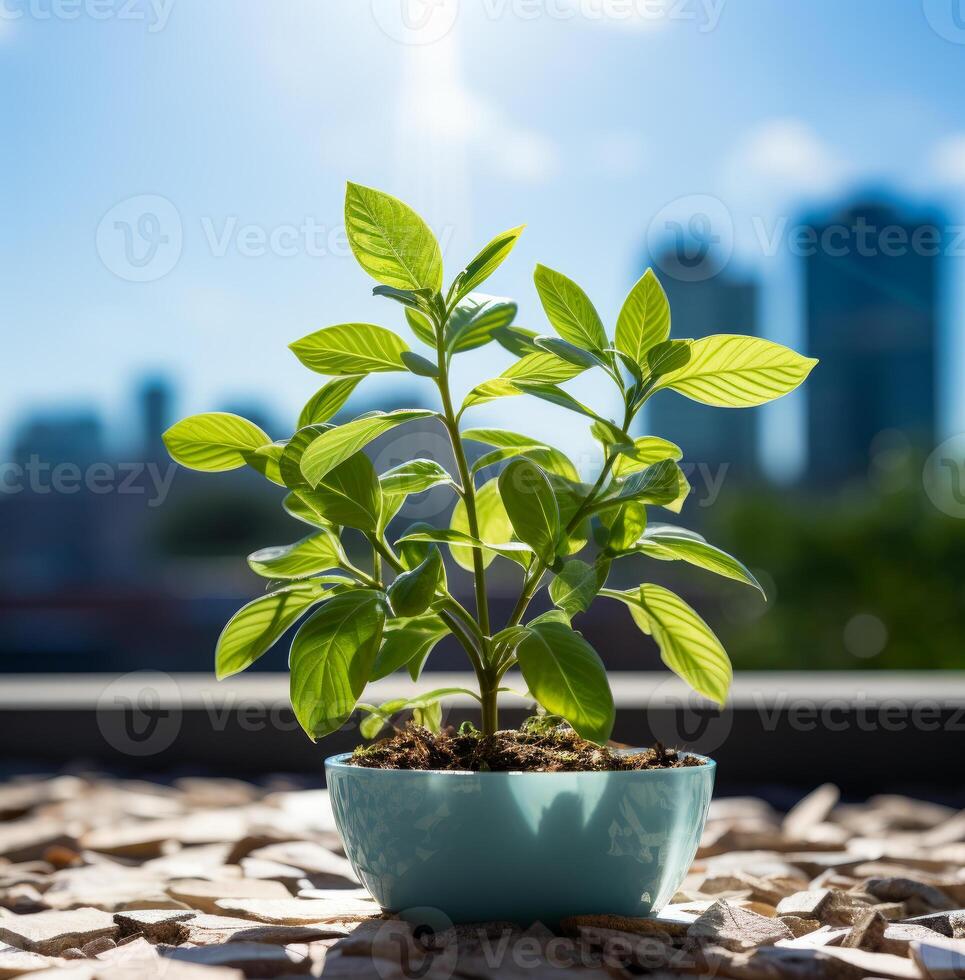 AI generated Green plant in planter in front of business building. Young plant growing in pot on the balcony with city background photo