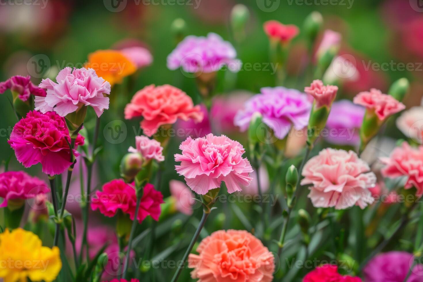 AI generated Colorful Carnation Array in Bloom photo