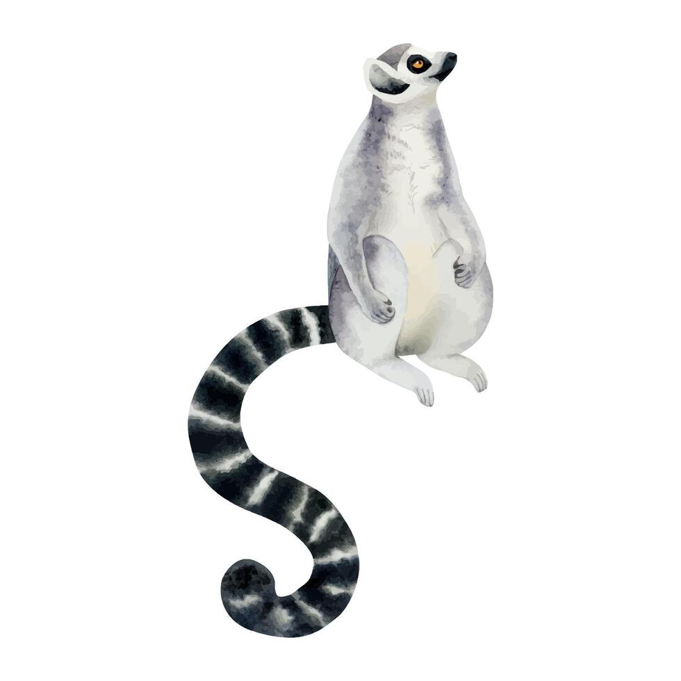 Madagascar ring-tailed lemur sitting and looking up watercolor vector illustration. Tropical animal with long striped tail