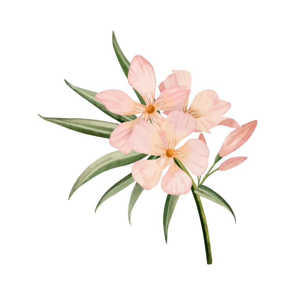 Floral Oleander flowers with buds on branch watercolor vector illustration. Pastel pink color bouquet for wedding designs