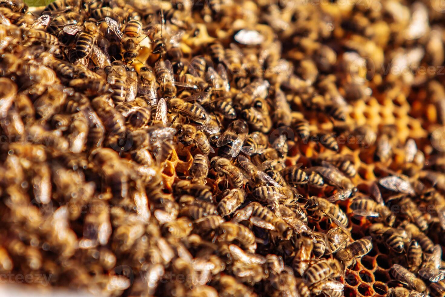 Bees on honeycomb. Bee larvae. Apiculture Apiary photo