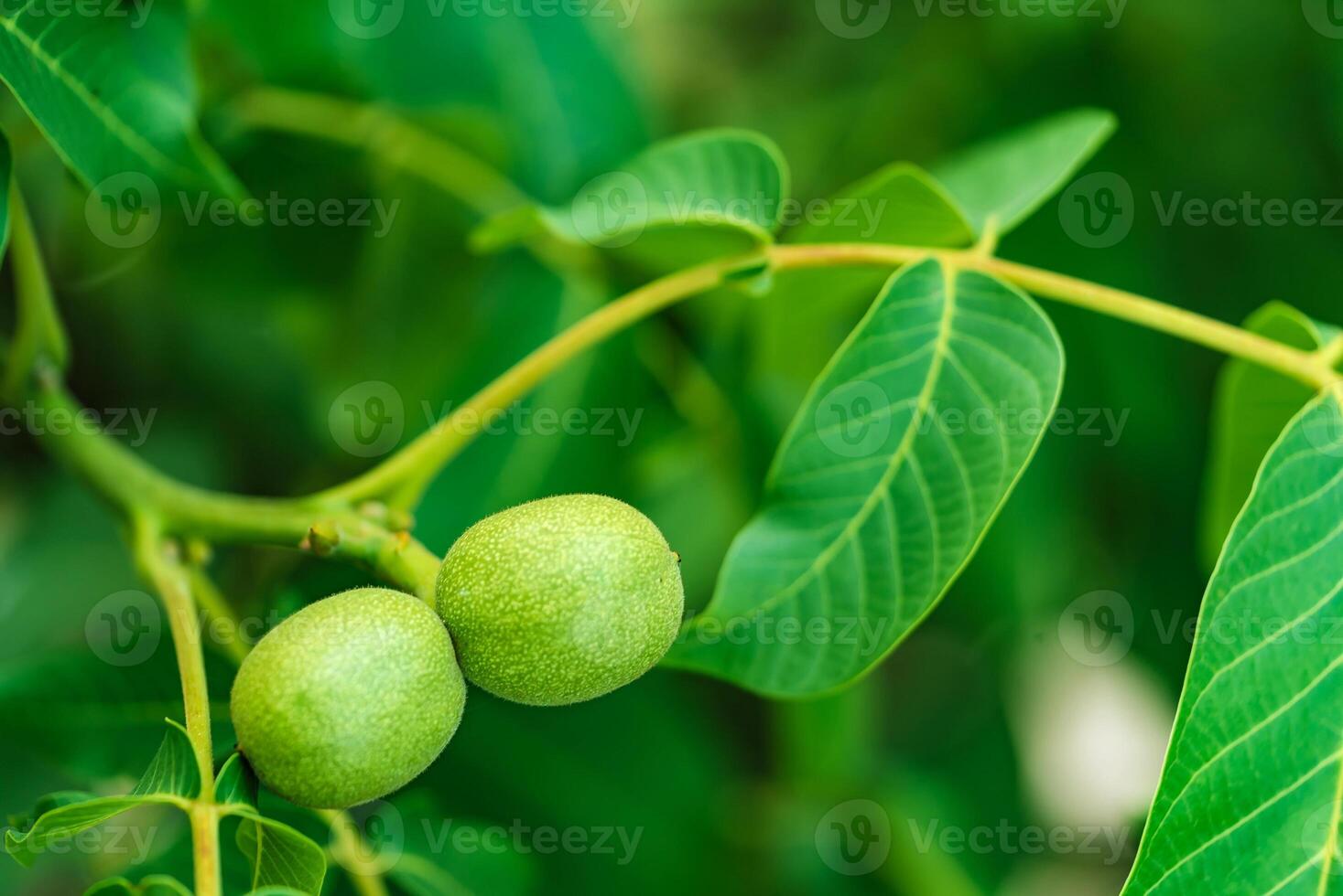 verde Fruta de el nuez en el rama. nuez árbol foto