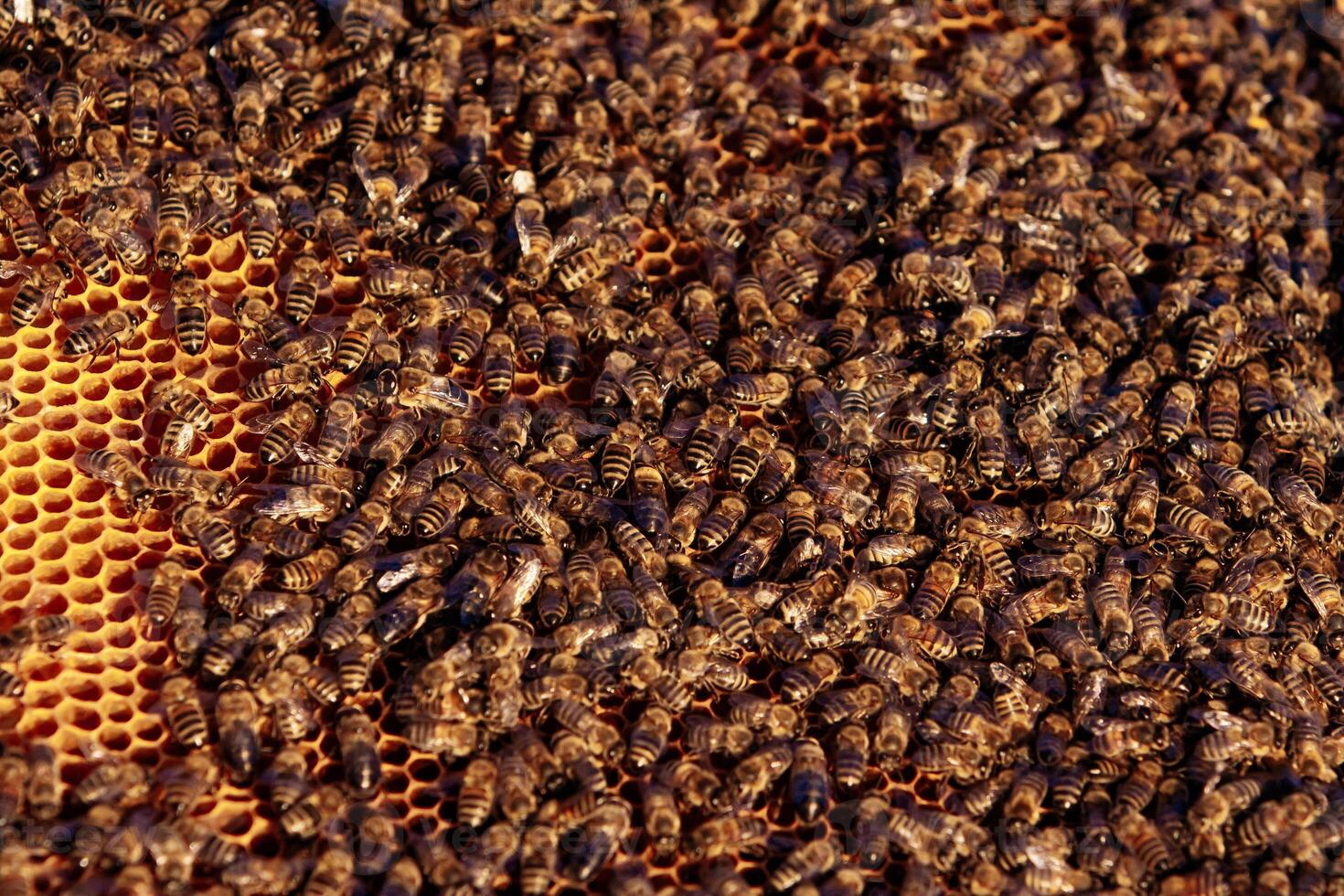 bees on honeycomb in apiary in the summertime photo