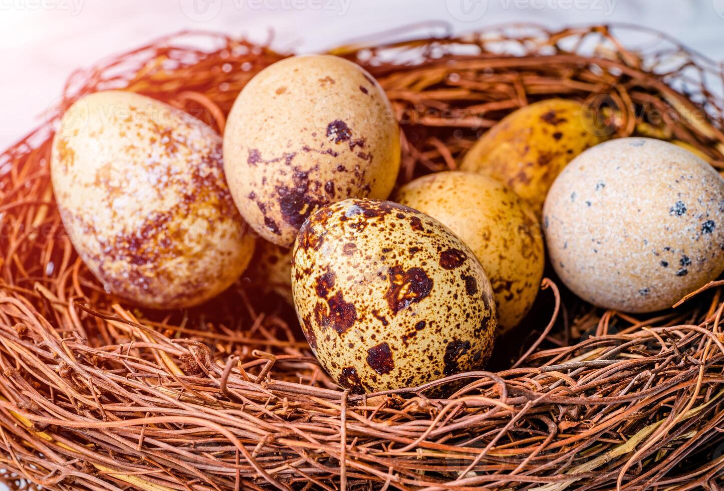 Easter quail eggs in nest. Birds eggs in nest on rustic wooden background photo