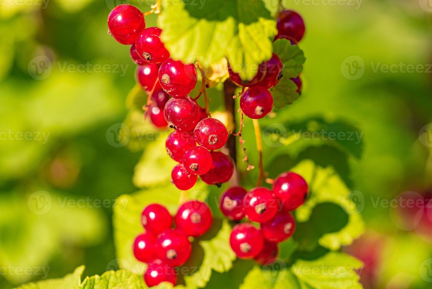 manojo de rojo grosellas madurar en el Dom en el jardín en el verano. de cerca foto