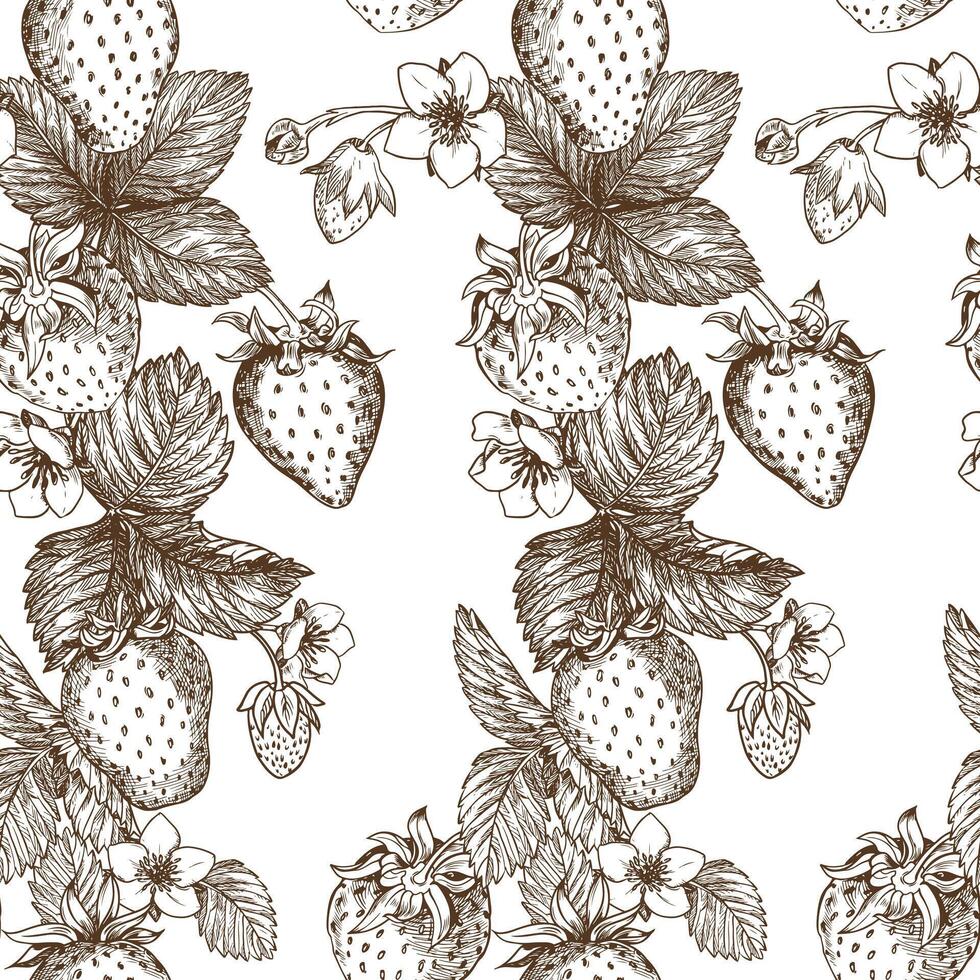 Sketch of strawberry pattern. Berries, flowers, branches and leaves on a white background. Vector, linear illustration in the style of an old engraving. Images for packaging, backgrounds, wallpapers. vector