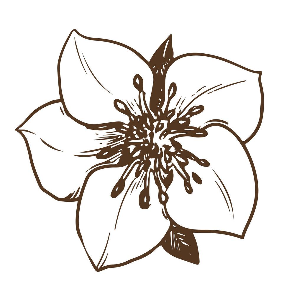 Hand drawn vector flower. Botanical detailed illustration of a strawberry flower using engraving technique on a white background. Ingredient for herbal tea. Illustration for the design of eco products