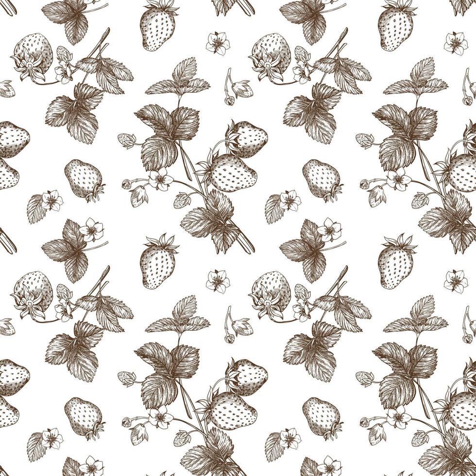Sketch of strawberry pattern. Berries, flowers, branches and leaves on a white background. Vector, linear illustration in the style of an old engraving. Images for packaging, backgrounds, wallpapers. vector