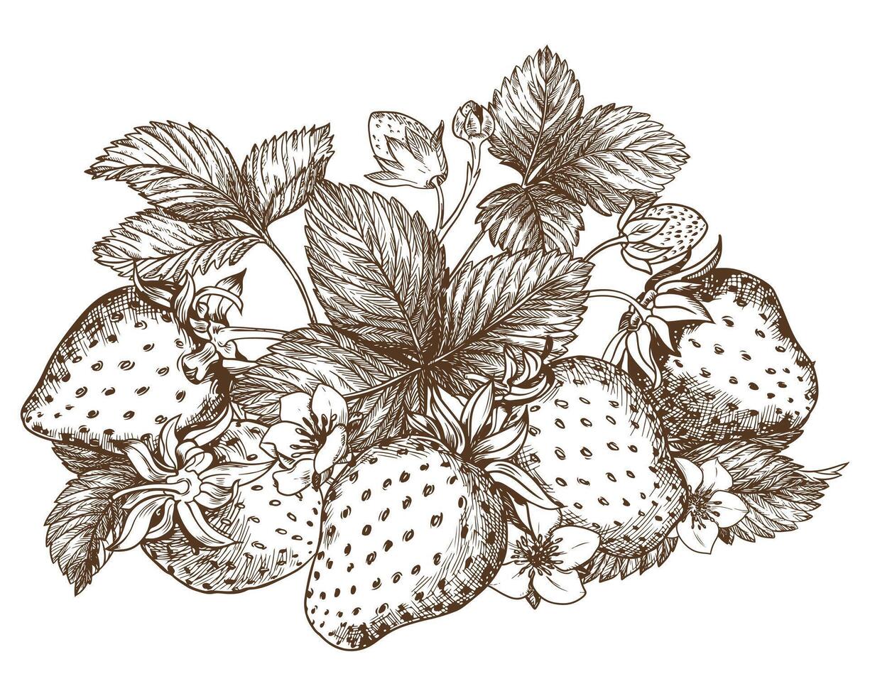 Sketch of a strawberry bush. Berries, flowers, branches and leaves on a white background. Vector, linear illustration in the style of an old engraving. Images for packaging herbal tea, jam. vector