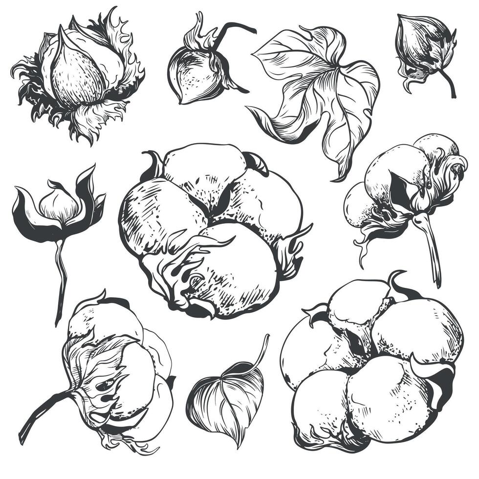 Hand drawn vector cotton flower set. Cotton seeds in vintage style with engraving. Raw materials for the production of cotton wool and fabrics. Drawing in retro engraving style.