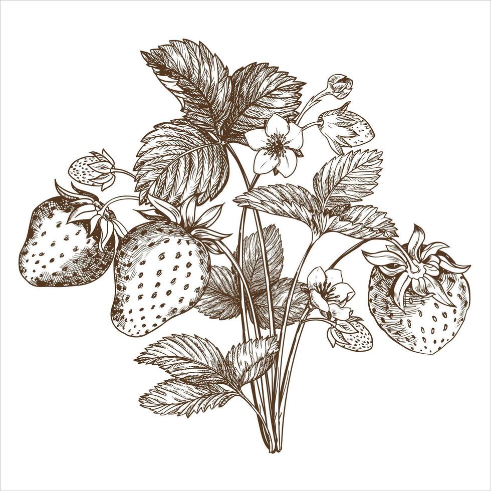 Strawberry bush sketch hand drawn. Berries, flowers, branches and leaves on a white background. Vector, linear illustration in engraving style. Printing on fabric, packaging, label, poster, print. vector