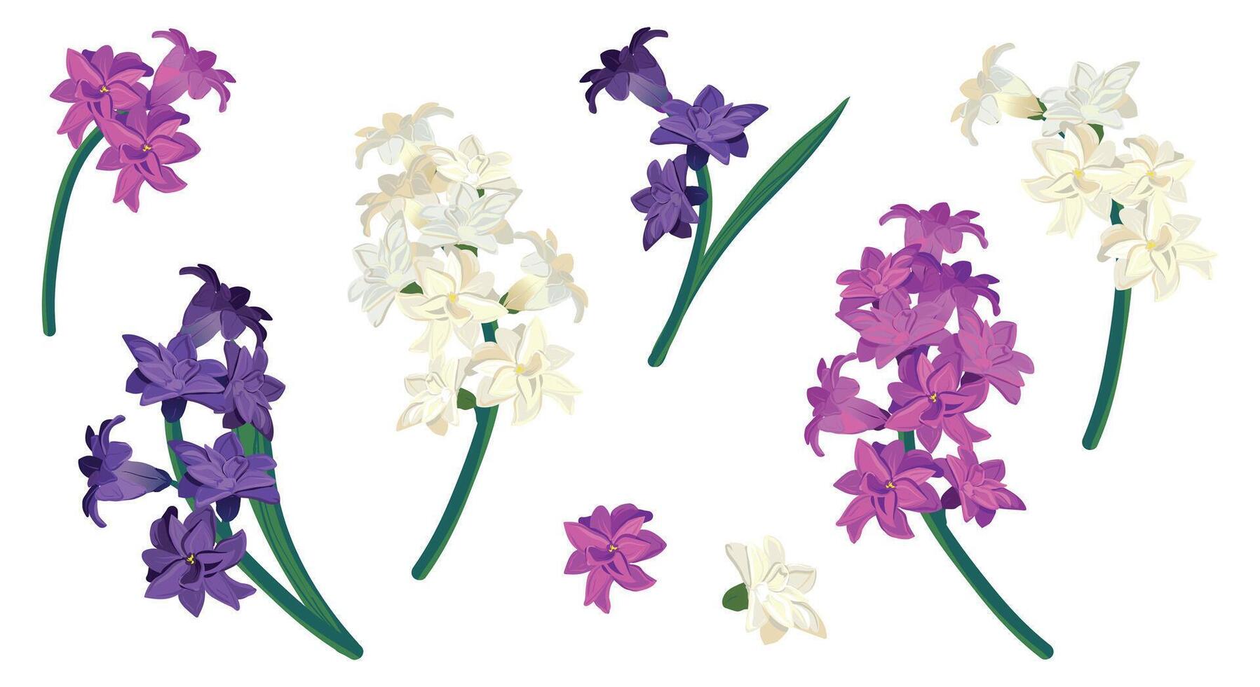 Set of hyacinth flowers isolated on white background. Vector caricature in cartoon style. Fragrant spring flowers, primroses of different colors, white-pink, violet, violet. Wedding flowers.