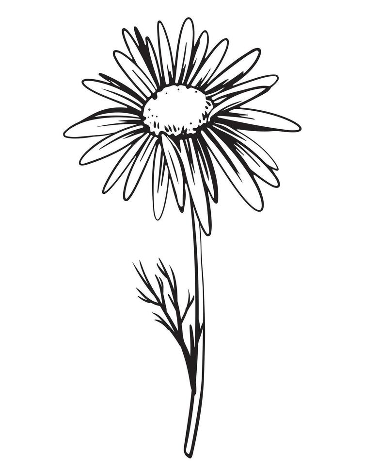 Linear drawing of chamomile on a white background. Medicinal plant in engraving technique. Vector. Ingredient for herbal tea. vector