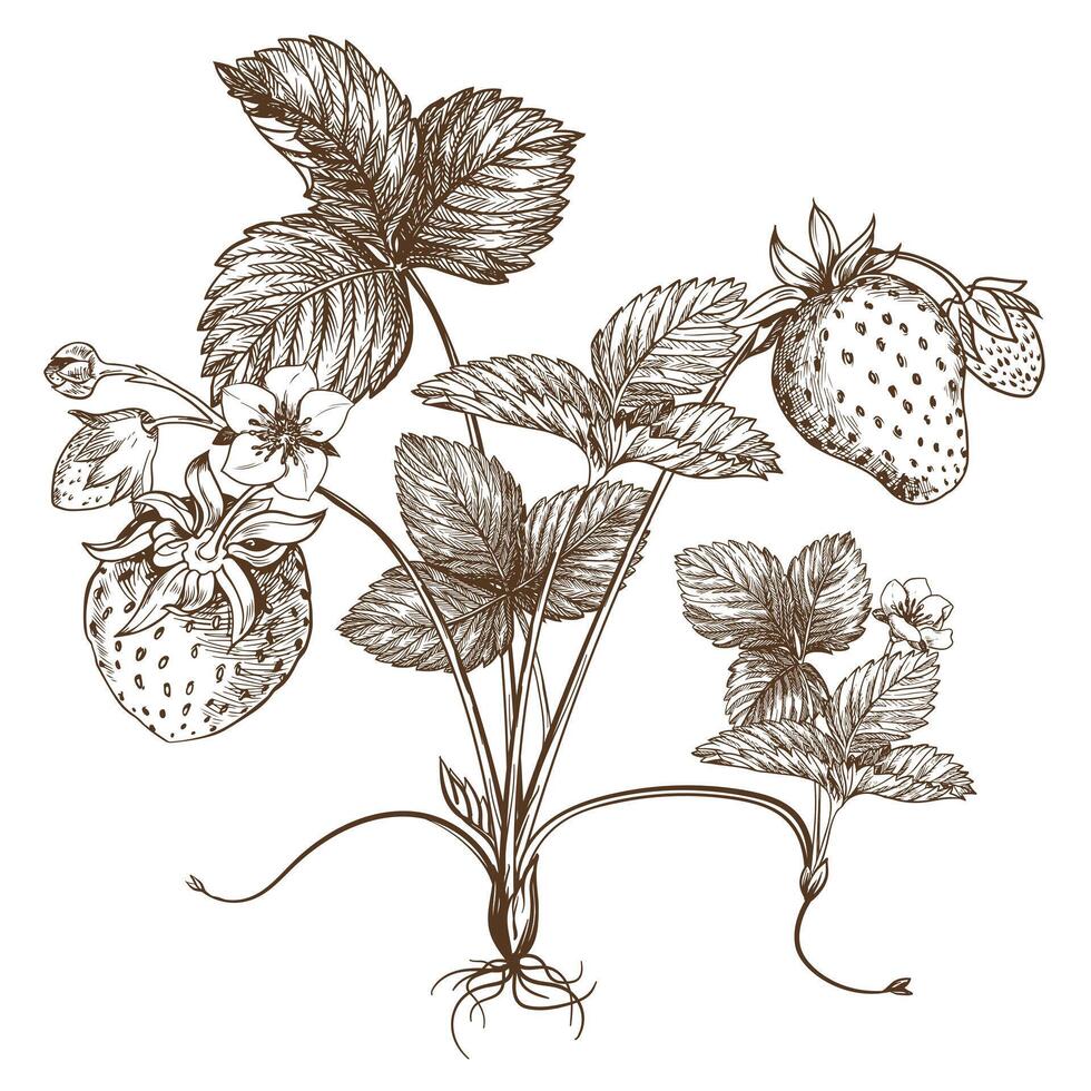 Sketch of a strawberry bush. Berries, flowers, branches and leaves on a white background. Vector, linear illustration in the style of an old engraving. Images for packaging herbal tea, jam. vector