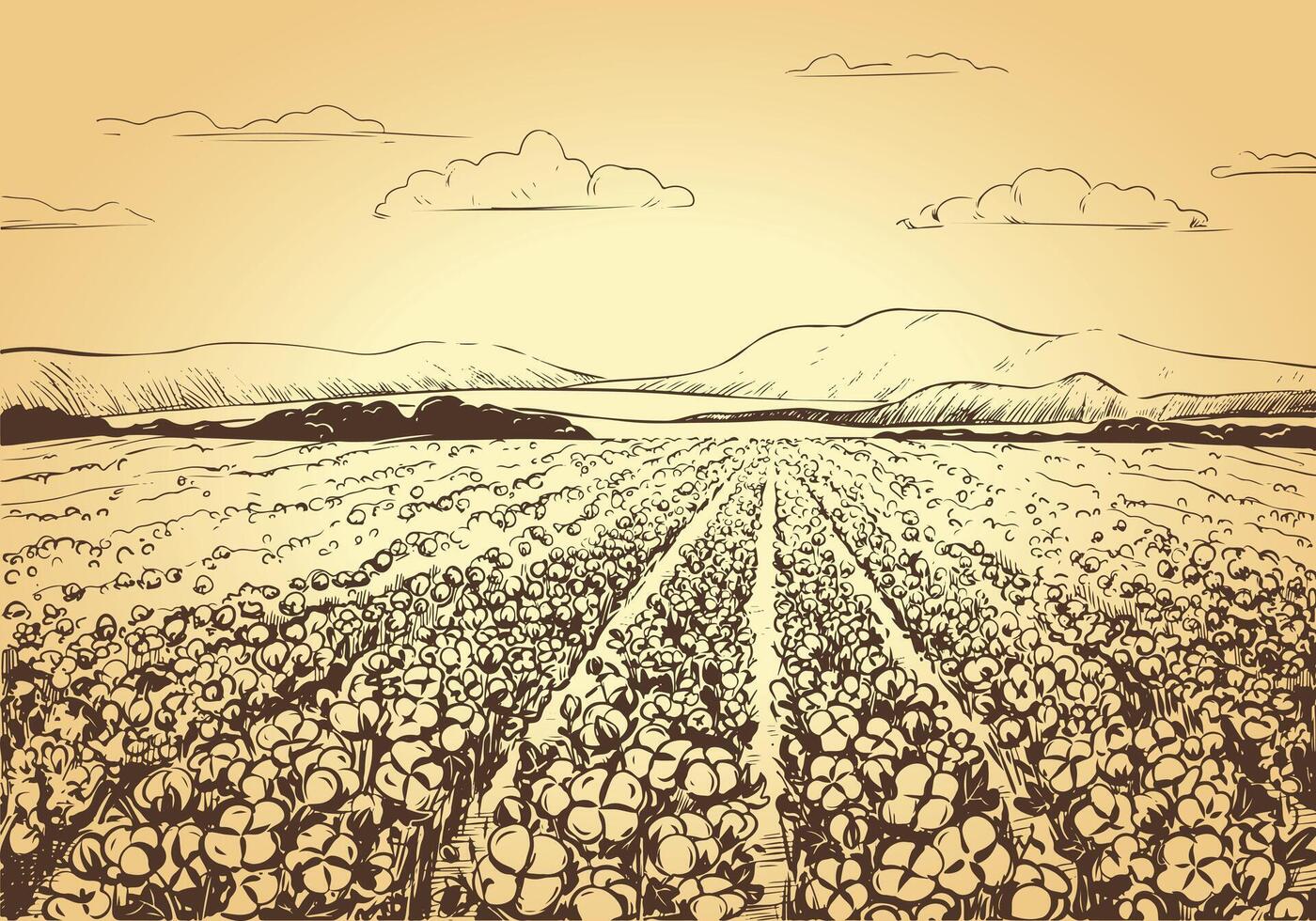 Vector sketch of a cotton field. Rural landscape with mountains, harvest time. Cotton leaves and flowers, detailed illustration of a farm in engraving style. Collection of raw materials for textiles.