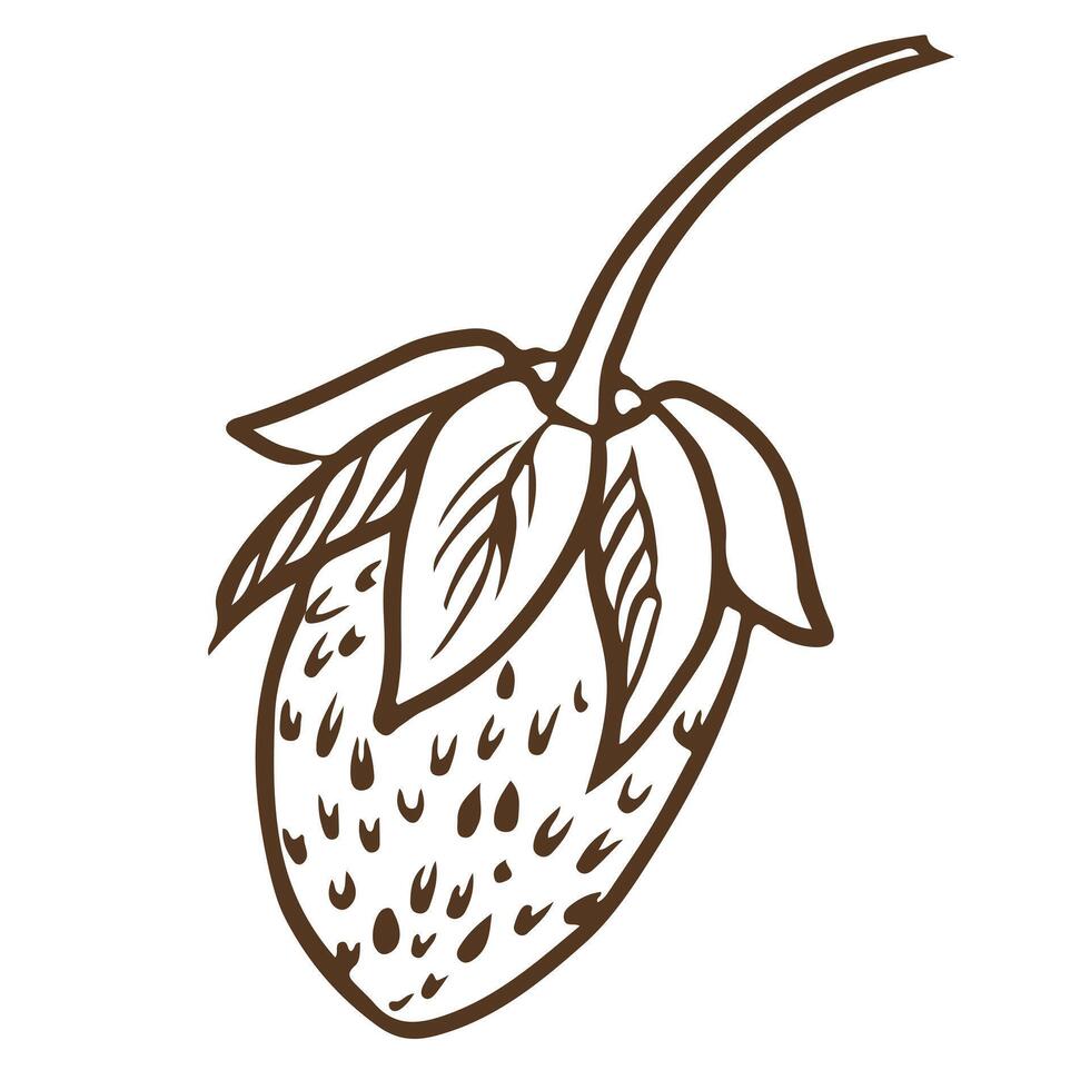 Sketch of wild forest strawberries on a white background. Stylized ink illustration of a berry. Hand drawn line drawing suitable for eco-friendly product design. vector