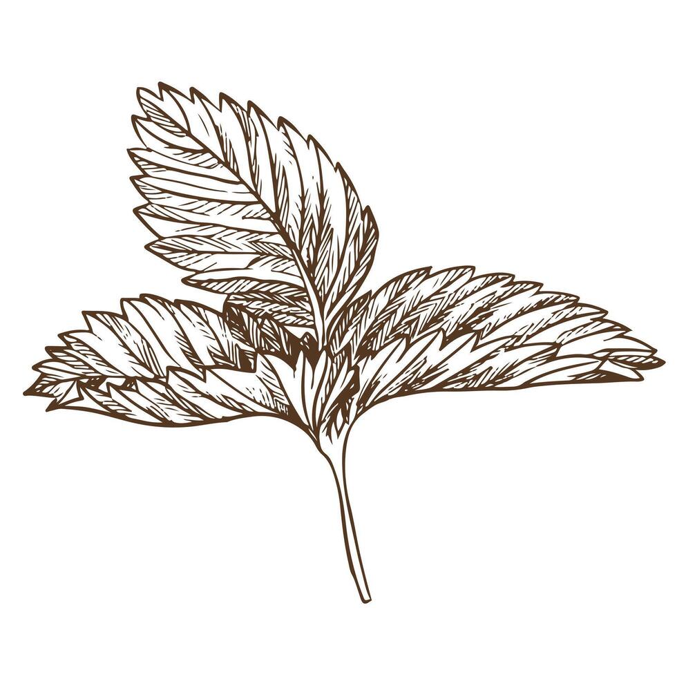 Strawberry leaf using engraving technique. Hand drawn botanical ink drawing of a plant fine details. Vector medicinal herbs, vitamin tea ingredient. Retro style. Illustration for eco product packaging