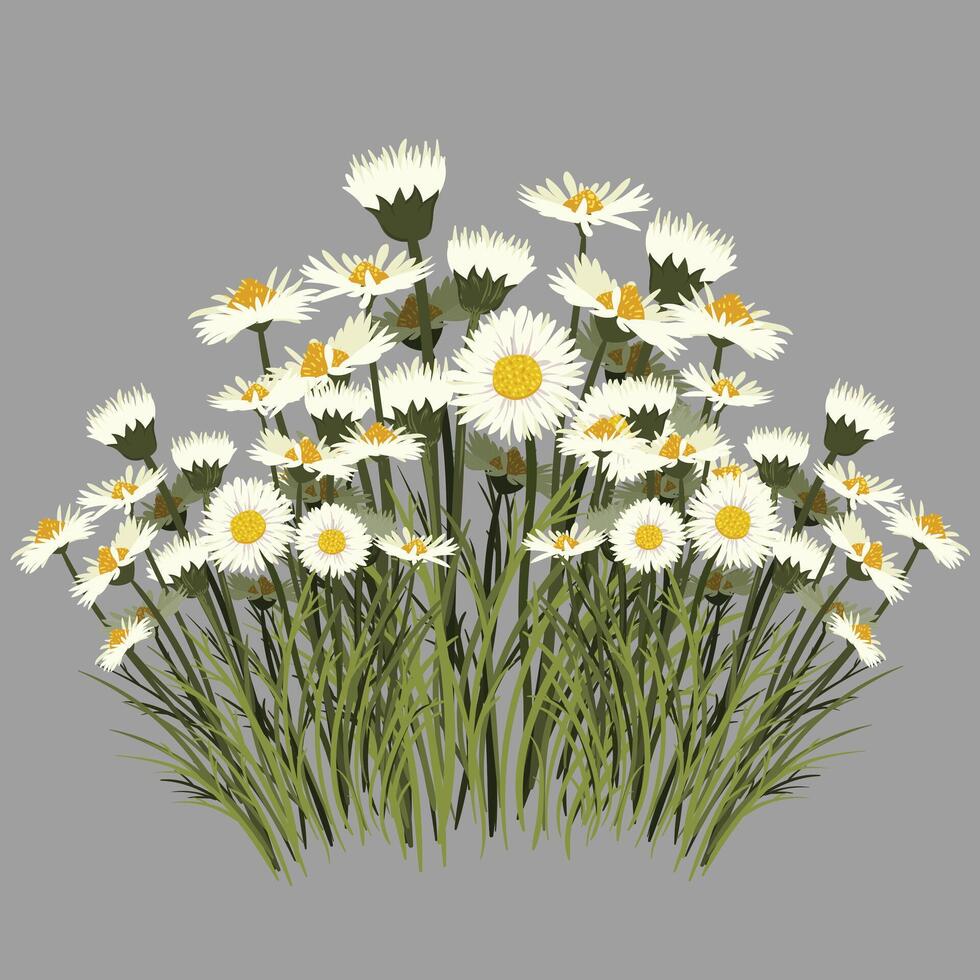 White flowers background Vector