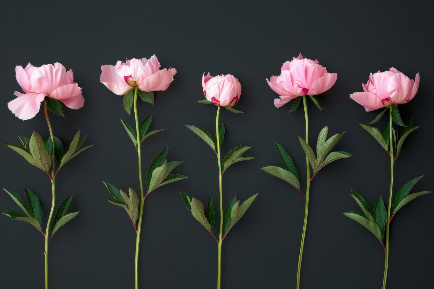 AI generated Elegant Pink Peonies on Dark Background photo