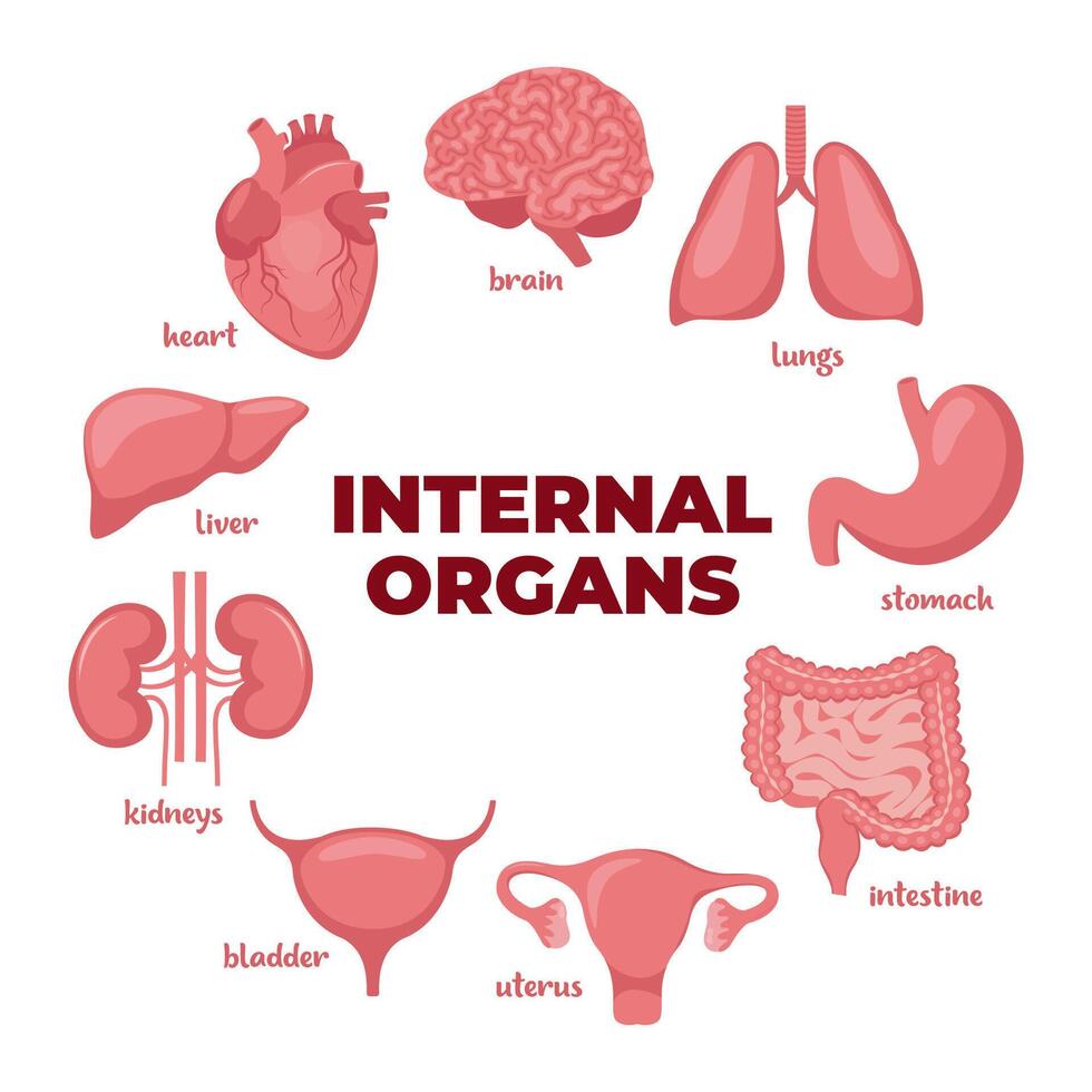 Internal organs set. Heart, brain, lungs, liver, stomach, intestines, bladder, kidneys, uterus and ovaries. Internal organs. Design element for medicine, biology, education. Vector illustration.