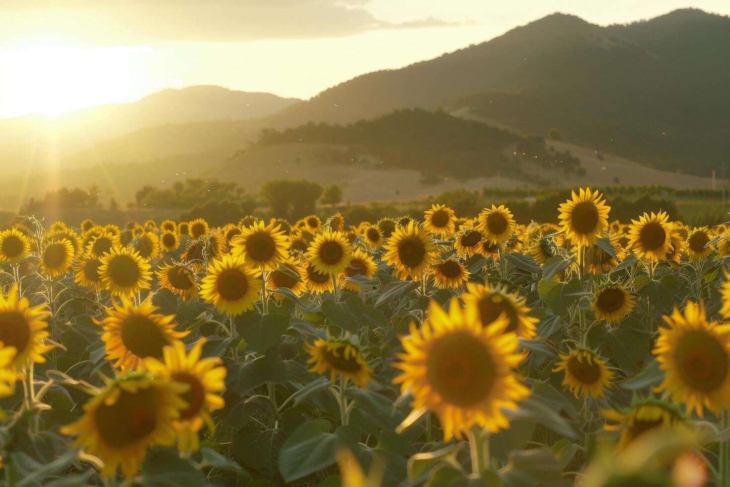 ai generado puesta de sol resplandor terminado girasol campo y colinas foto