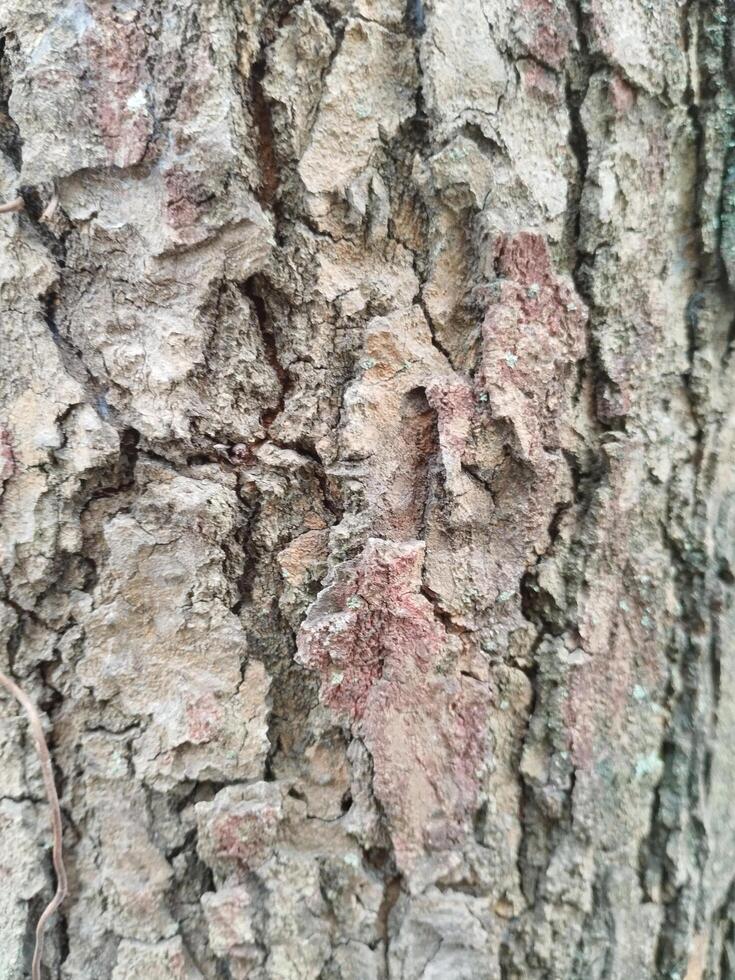 Cracks in old tree trunks. Photo Formats