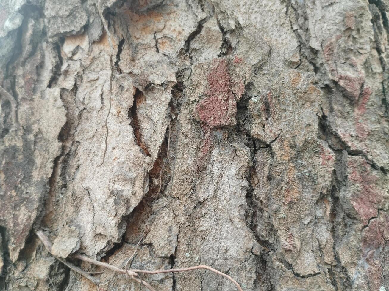 Cracks in old tree trunks. Photo Formats