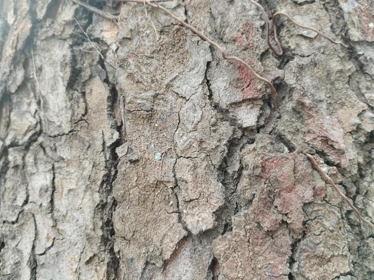 Cracks in old tree trunks. Photo Formats
