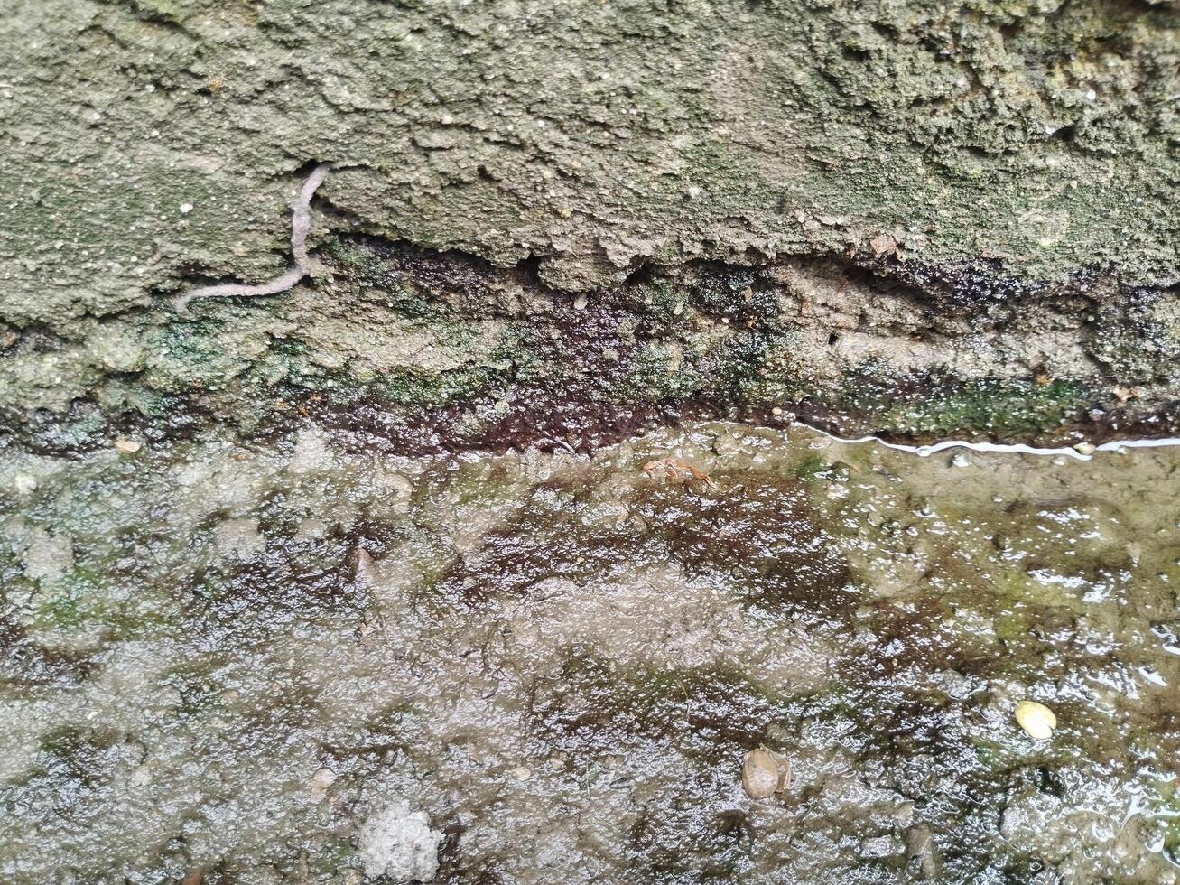 Background photo of a stone wall and moss on it