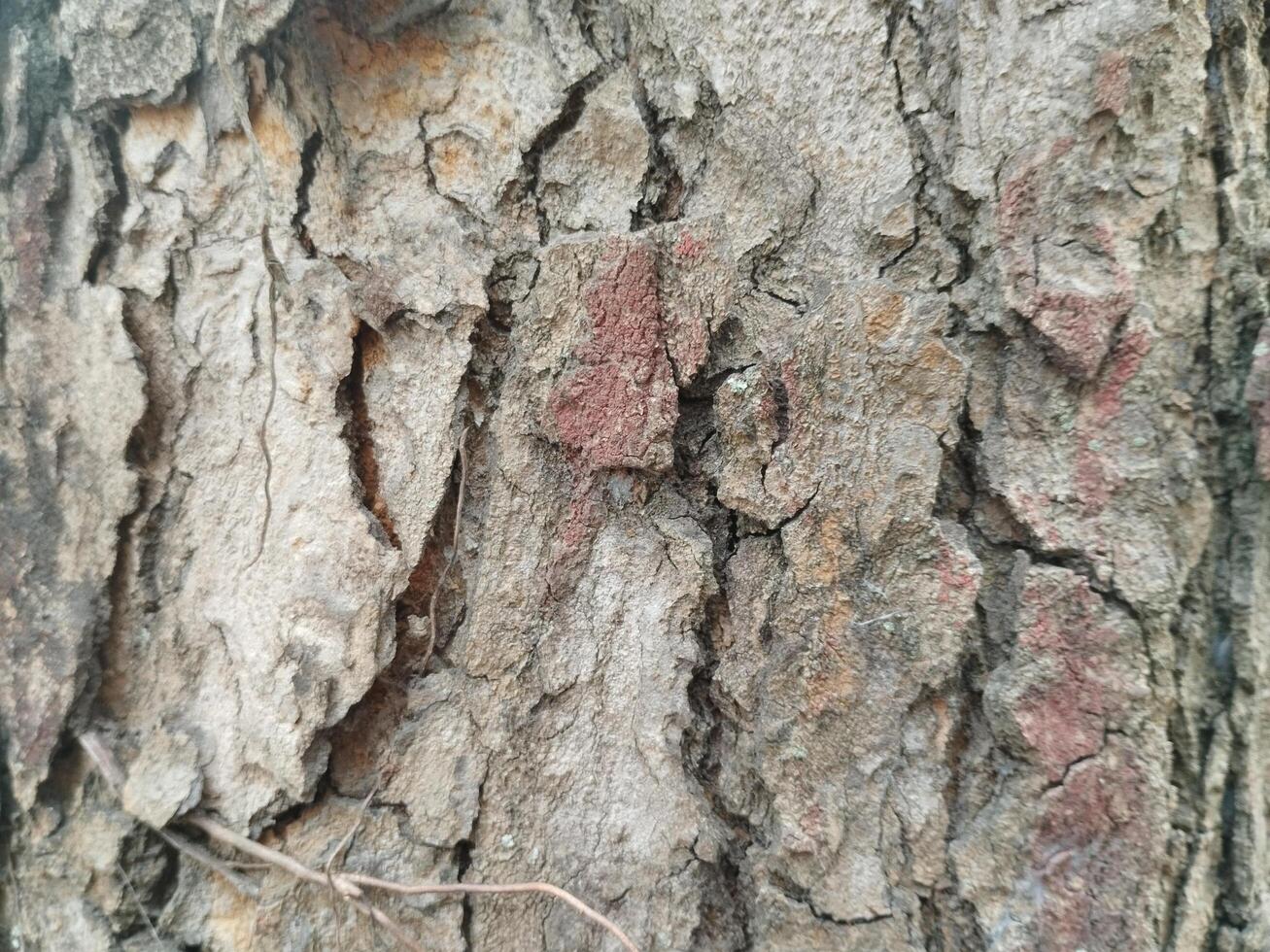 Cracks in old tree trunks. Photo Formats