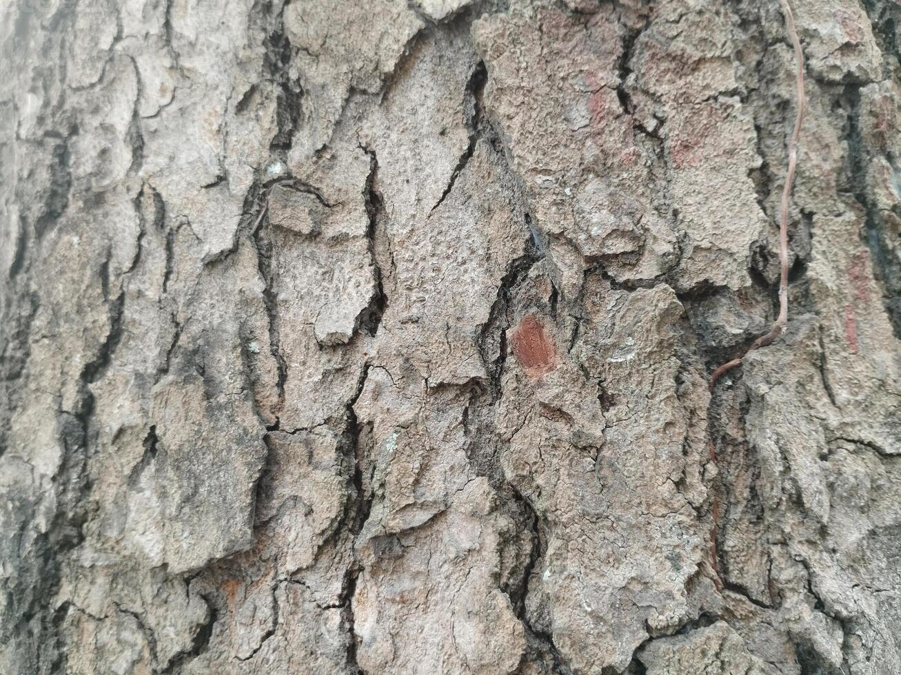 Cracks in old tree trunks. Photo Formats