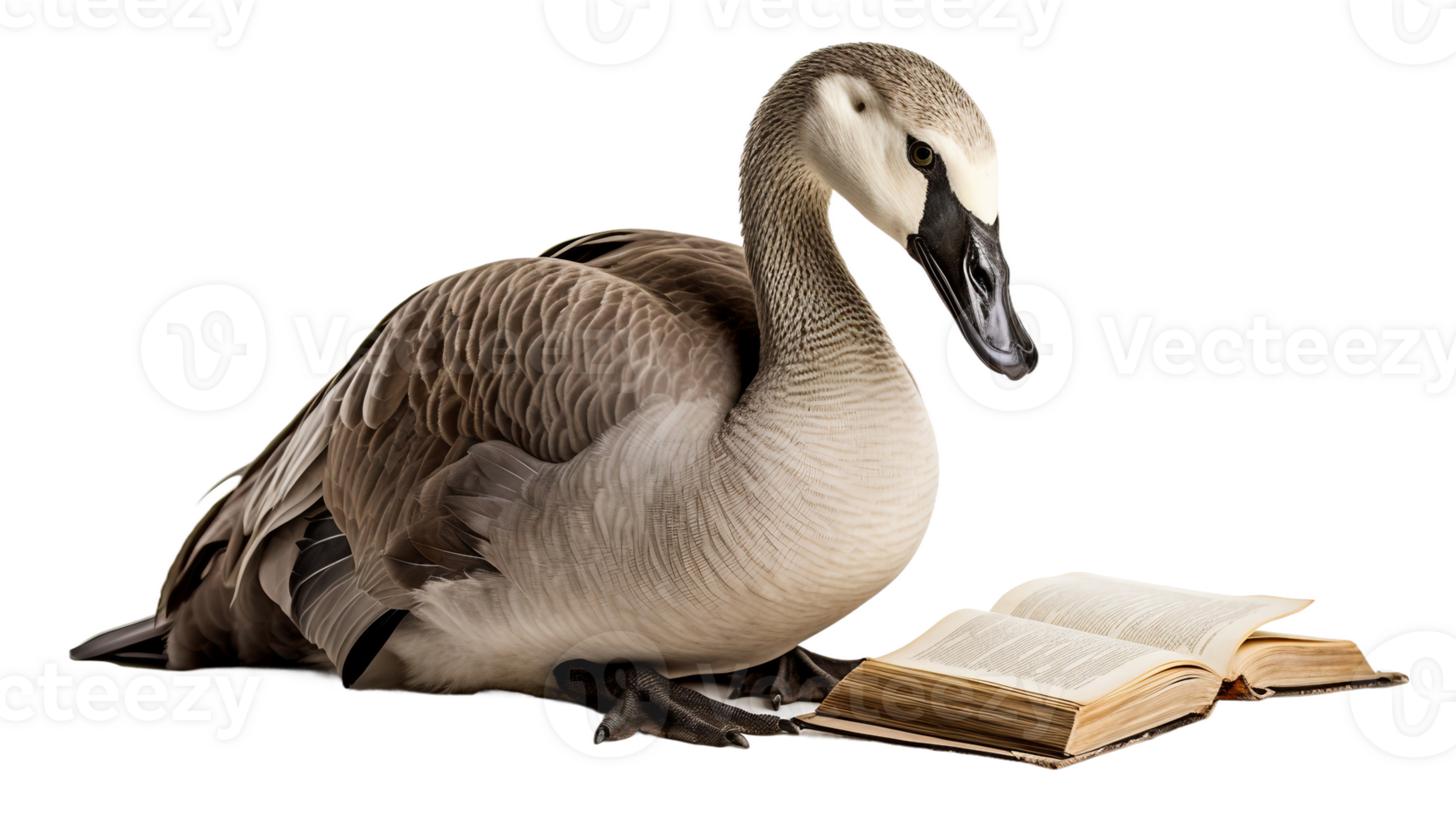 AI generated Isolated Goose Studying Book on a transparent background png