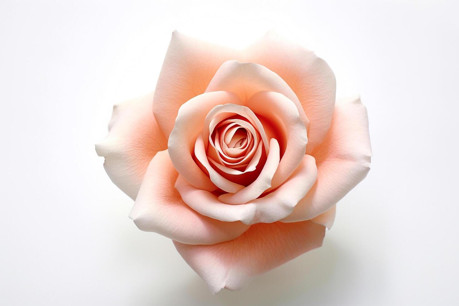 Pink rose on white background photo