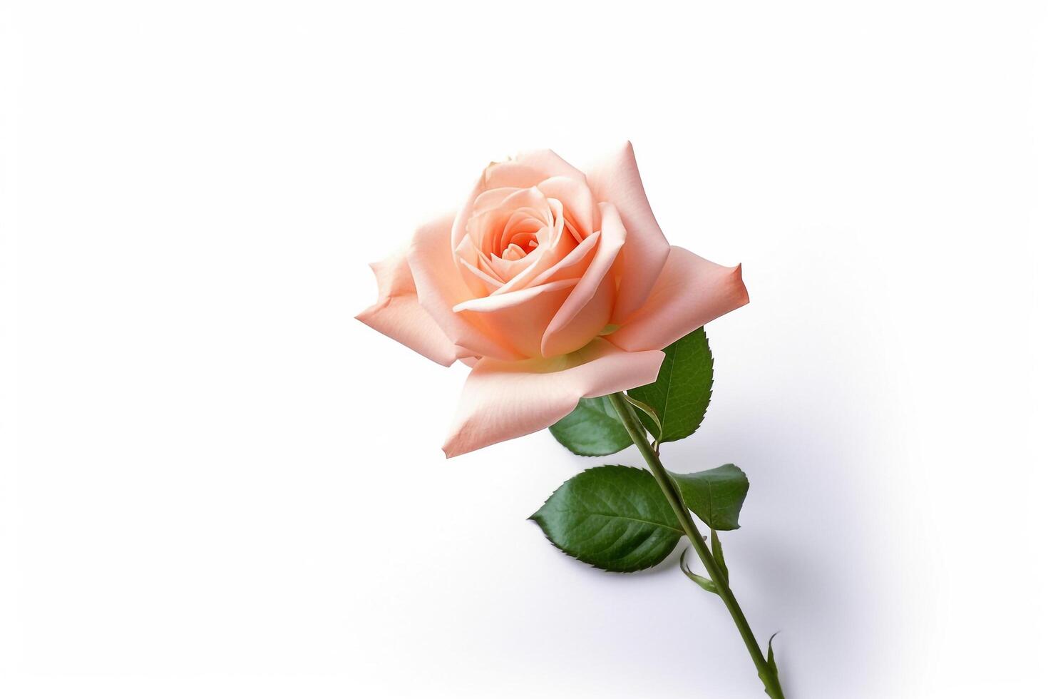 Pink rose on white background photo
