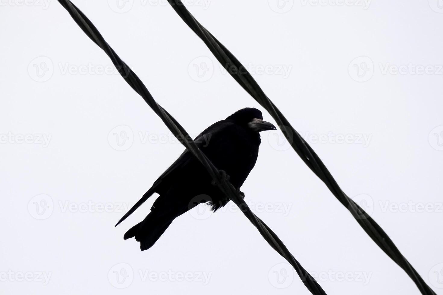 Stark black two electricity wires against winter sky, with a crow perched, creating an enchanting urban scene bottom up view photo