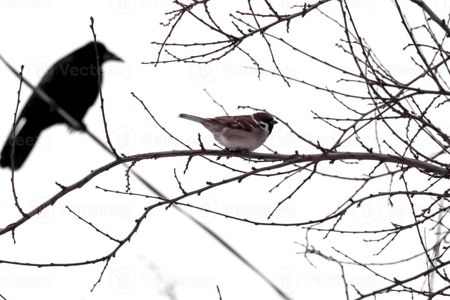 Tree blanches against a white winter sky with a sparrow sitting on one branch and a big black crow watching, it bokeh side view photo