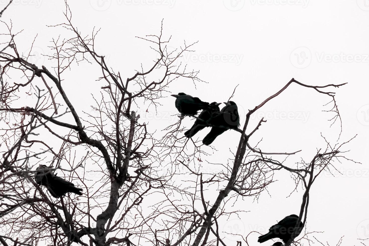 Stark black branches against pristine winter white sky, with a crow family perched, creating a scene of nature's beauty and connection photo