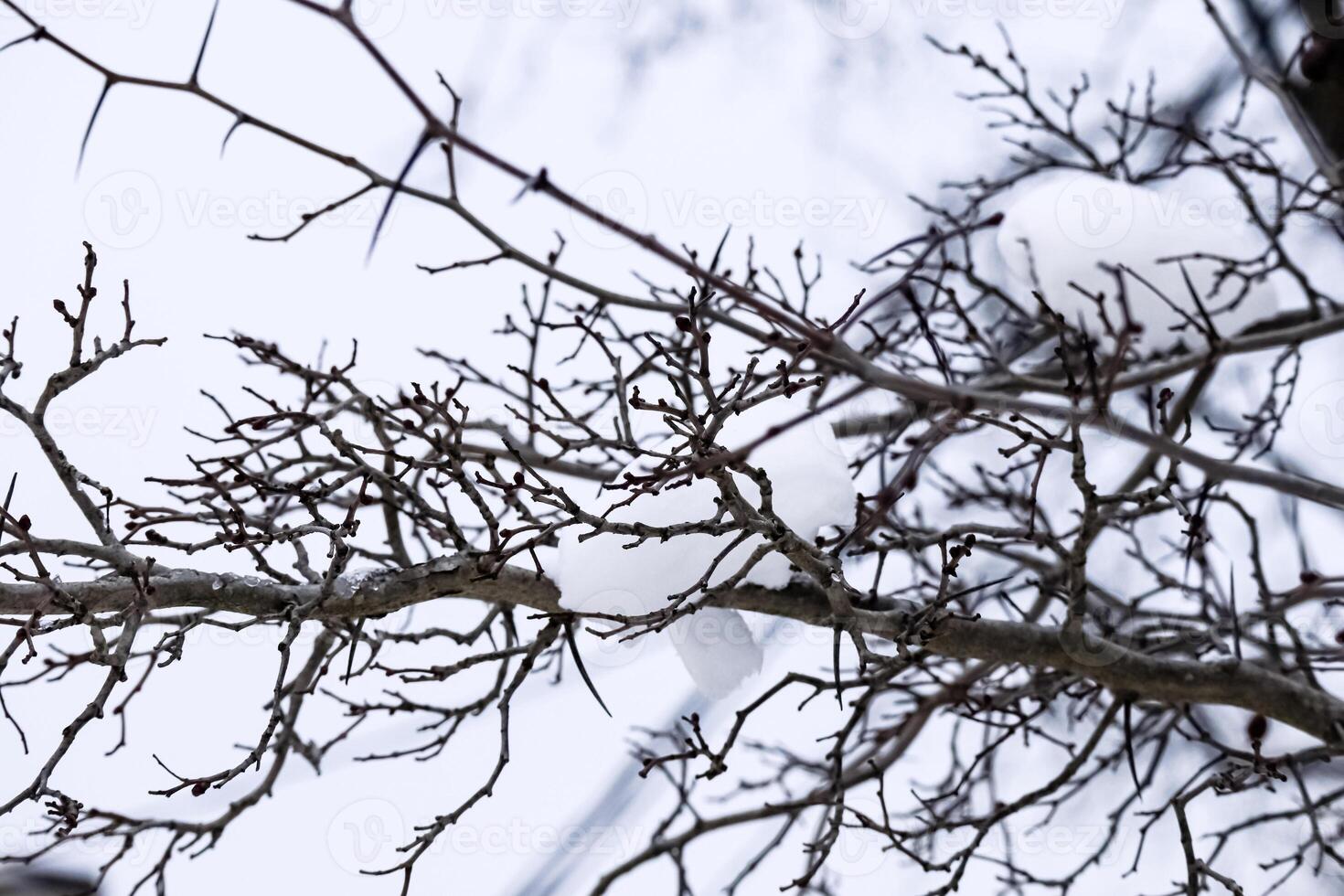 Apple tree branches silhouettes against white winter sky with plenty of snow on these tree branches photo