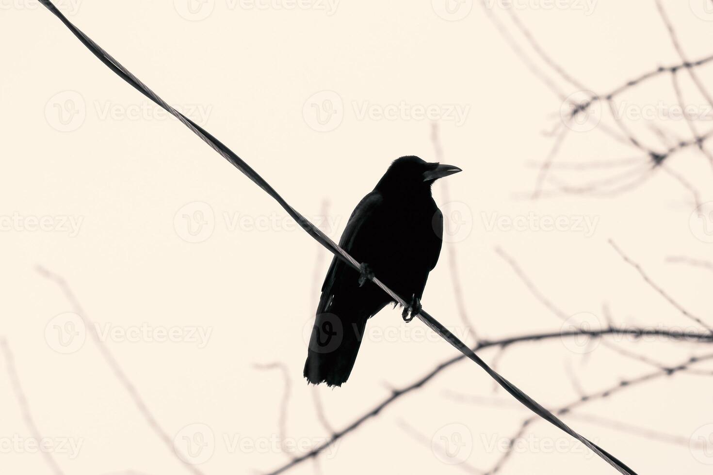 Stark black electricity wires against winter sky, with a majestic crow perched, creating an enchanting urban scene in sepia tones photo