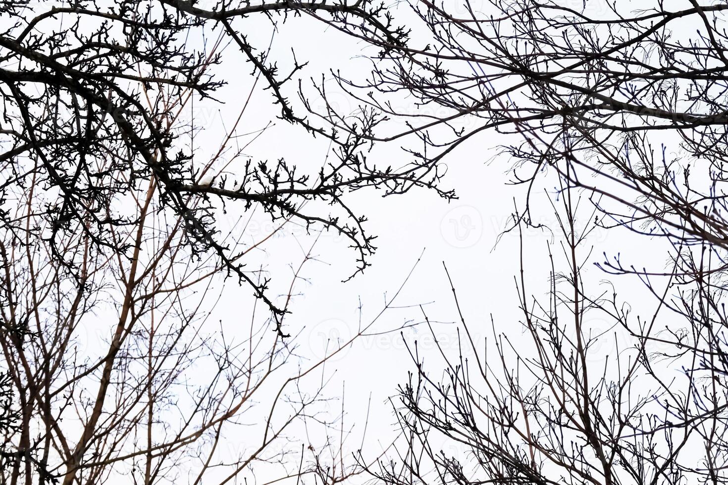 Leafless black branches silhouettes framing the white winter sky from all sides photo