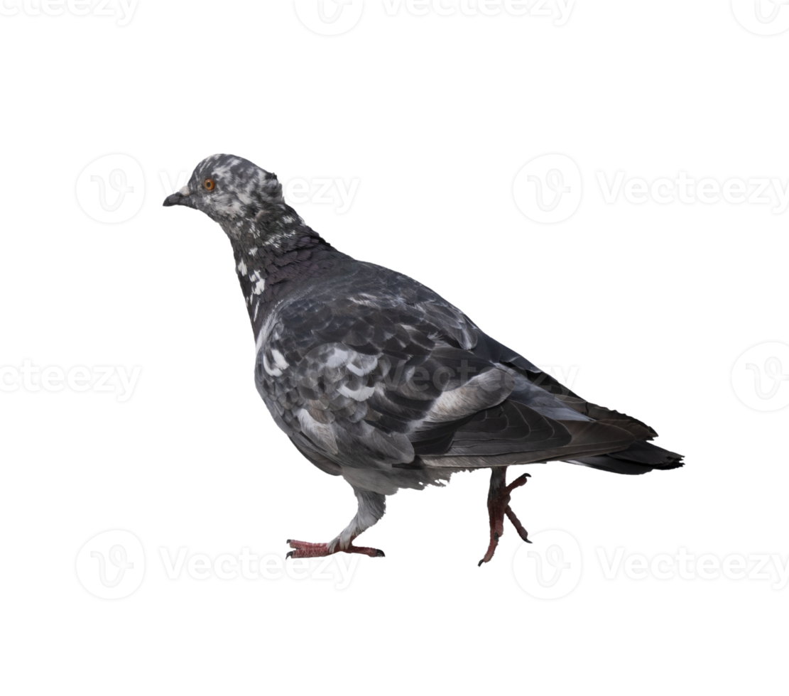 lateral view of common pigeon walking, on a transparent background png