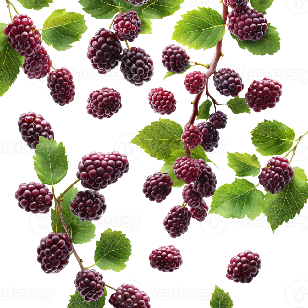 AI generated Ripe Mulberries falling in air with Mulberry leaves, Healthy organic berry natural ingredients concept, AI generated, PNG transparency with shadow