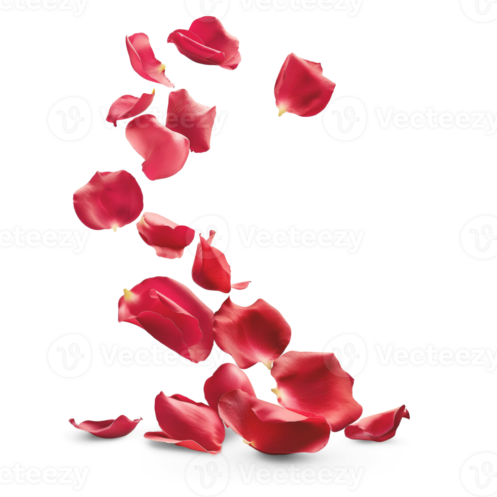 AI generated Flying whirl Red Rose Petals in the air, Beautiful flower in nature concept, AI generated, PNG transparent with shadow