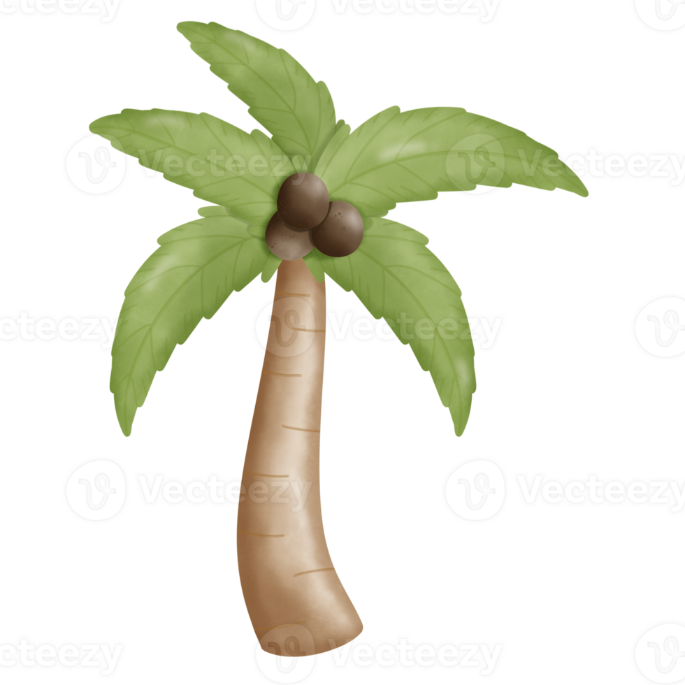 coconut tree in beach png
