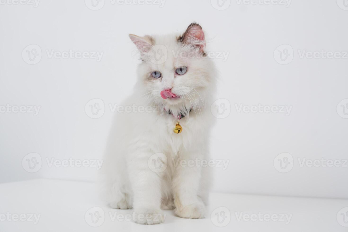 Studio portrait of a ragdoll cat licking her nose, sitting against a white background photo