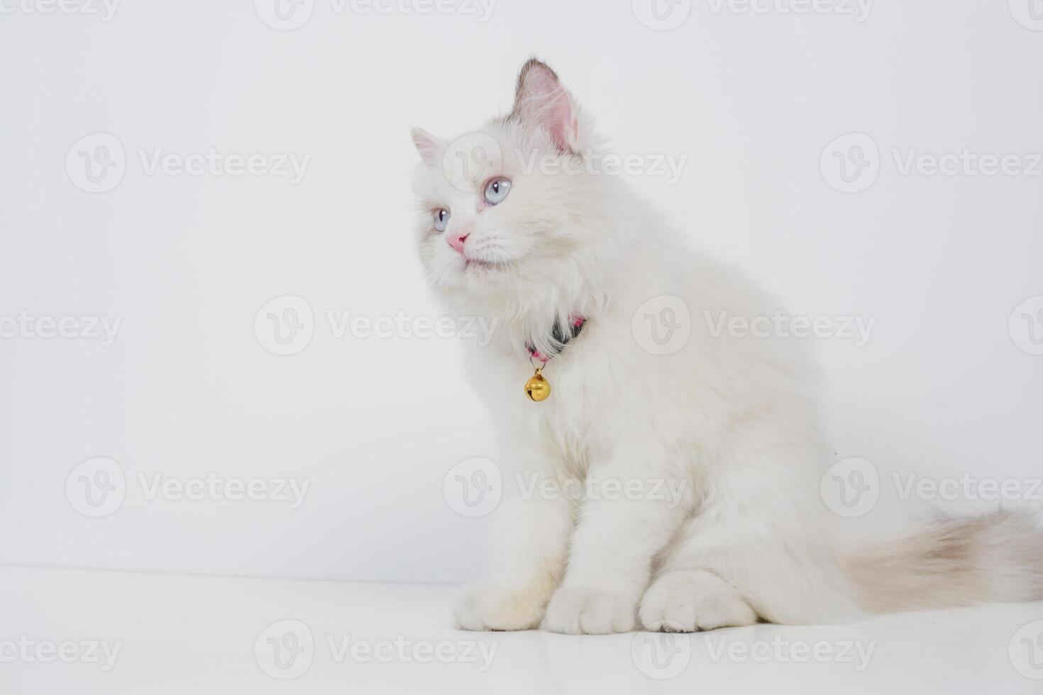 Studio portrait of a sitting ragdoll cat looking forward against a white background photo