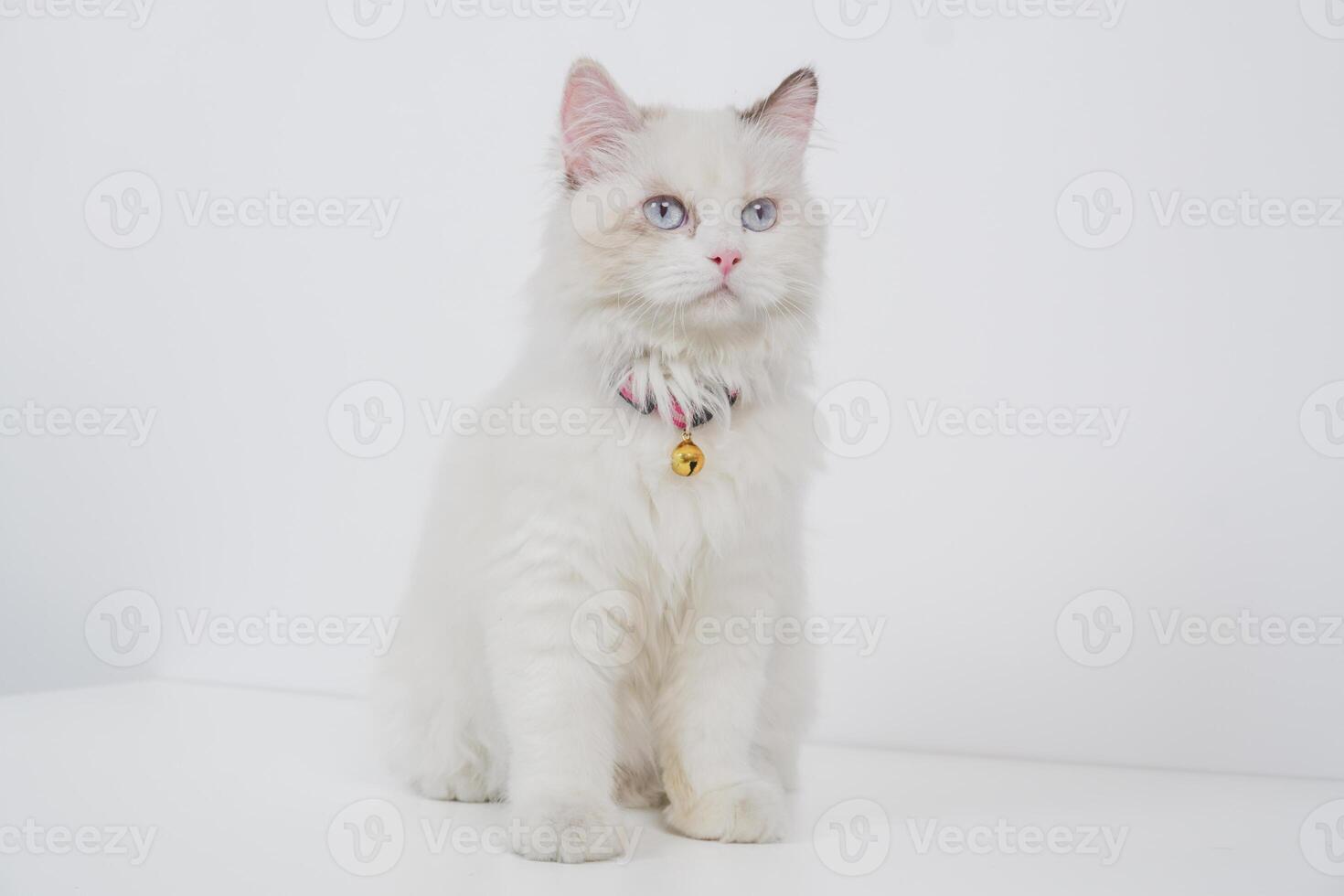 Studio portrait of a sitting ragdoll cat looking forward against a white background photo