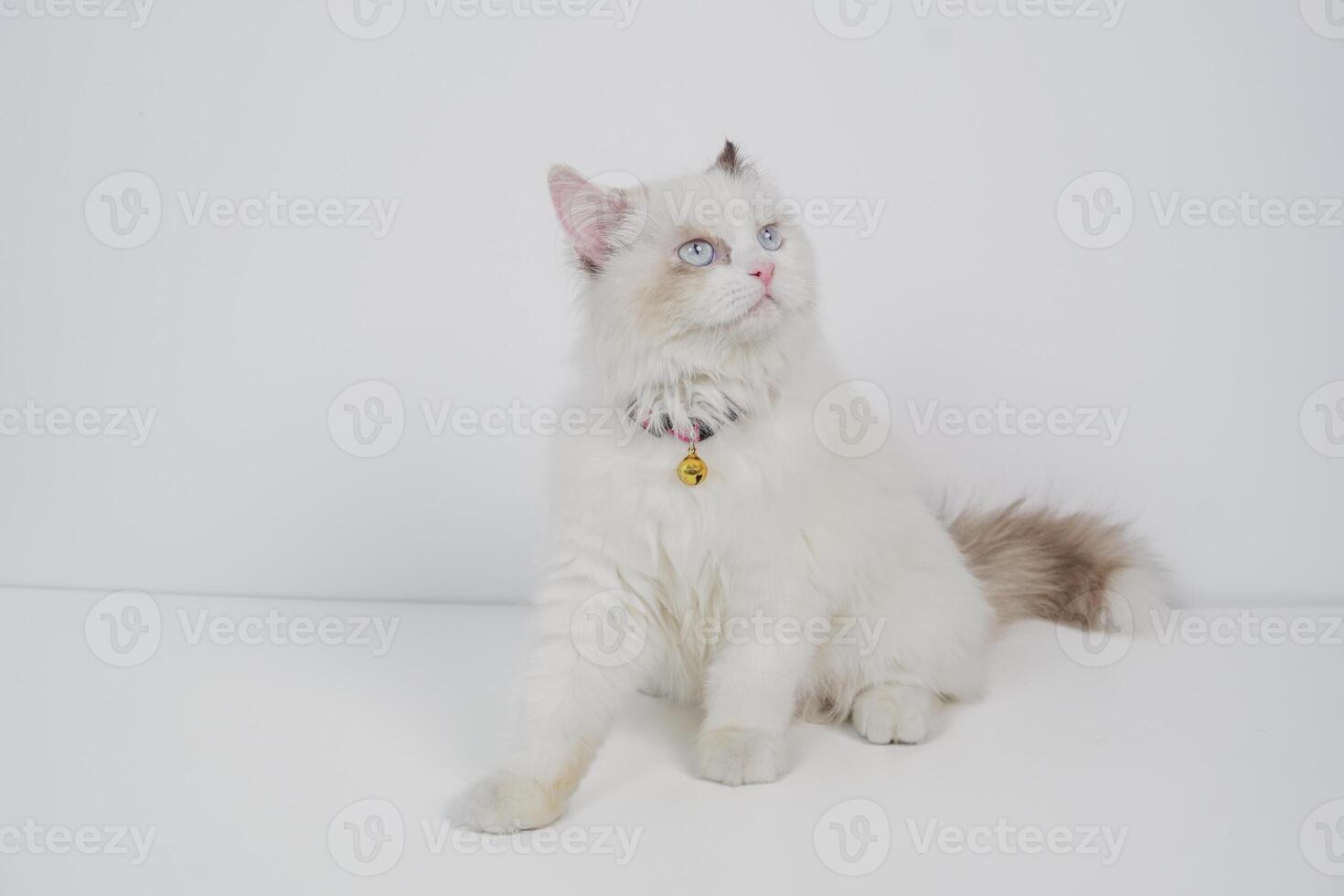 Studio portrait of a sitting ragdoll cat looking forward against a white background photo