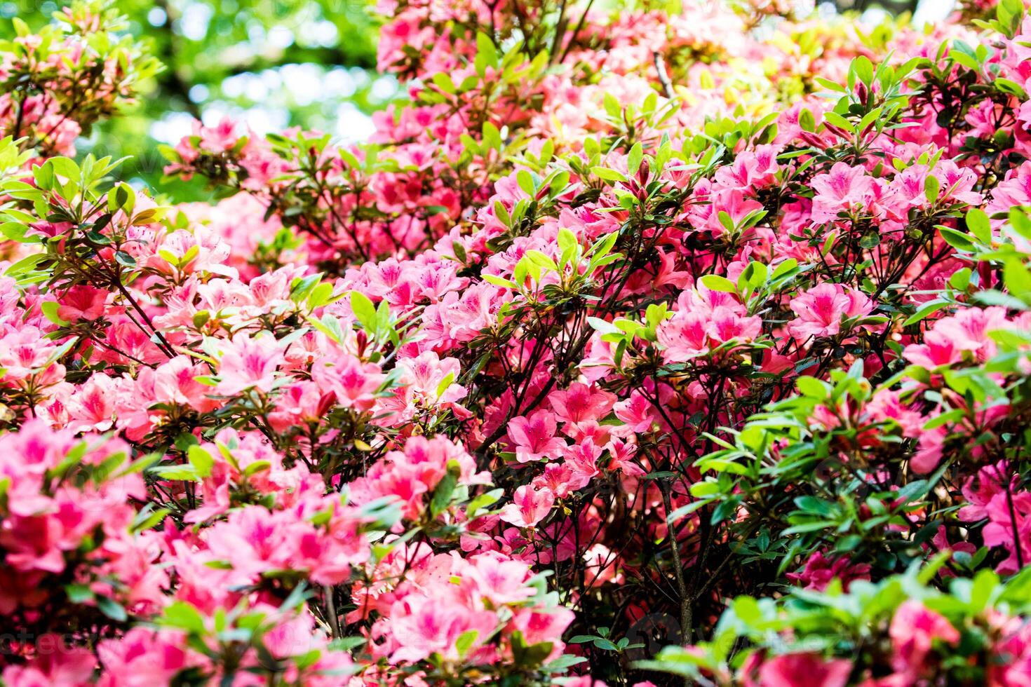 Vibrant pink azalea flowers blooming in lush garden setting. photo