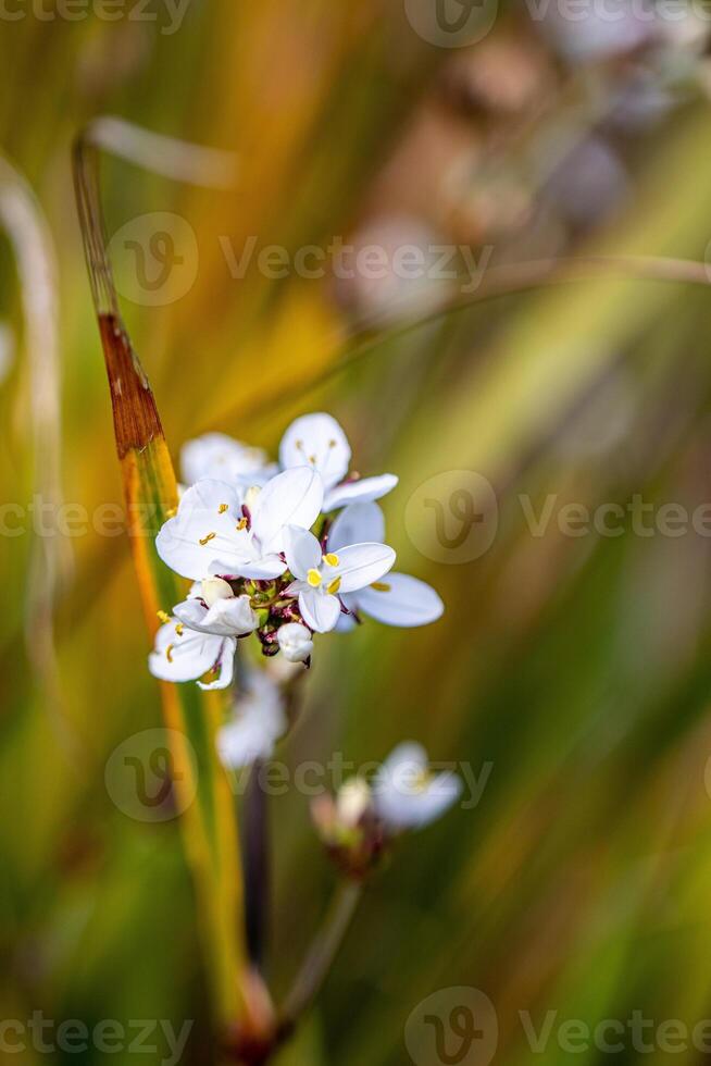 Close-up of small white wildflowers with a blurred green background. photo